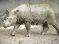 Qu'en est-il de sa queue ?