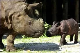 Combien de cornes a-t-il ?