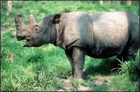 En 2015, le rhinocéros de Sumatra :