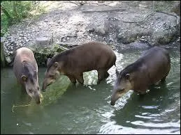 Quelle est la longueur moyenne de la p&eacute;riode de gestation ?