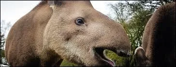 Combien de petits y a-t-il par port&eacute;e ?