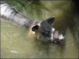 Quel est le poids du petit &agrave; sa naissance, g&eacute;n&eacute;ralement ?
