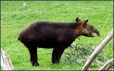 Au garrot, il peut mesurer entre 75 cm et...