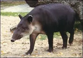 Donnez-moi une valeur approximative de son poids moyen.