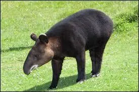 Quel sexe se montre comme &eacute;tant le plus lourd ?