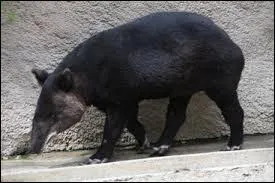 En libert&eacute;, combien d'ann&eacute;es peut-il vivre ?