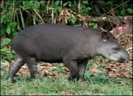 M&ecirc;me question lorsque cet animal vit en captivit&eacute;.