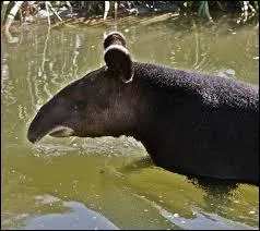 Le tapir est Andes est :