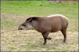 Quand le tapir des Andes parvient-il &agrave; sa majorit&eacute; sexuelle ?