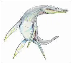 Où a-t-on trouvé un squelette de ce dinosaure en premier ?