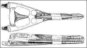 En combien de sous-espèces cette espèce est-elle divisée ?