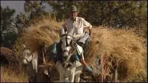 Quelle est la bête de somme ?