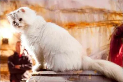 Comment s'appelle ce chat ?