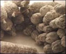 Quelle est la particularité de la viande utilisée pour la fabrication de ces saucissons ardéchois ?