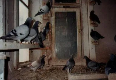 Beaucoup de mineurs avaient une passion. Laquelle ?