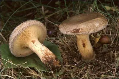 Alors nous allons cueillir celui-là ?