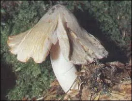 Celui-ci, je le connais, c'est inocybe de Patouillard, est-il bon ?