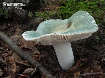 Une bien jolie couleur pour ce champignon ! Le met-on dans le panier ?