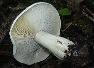 Allons-nous enfin nous régaler ?