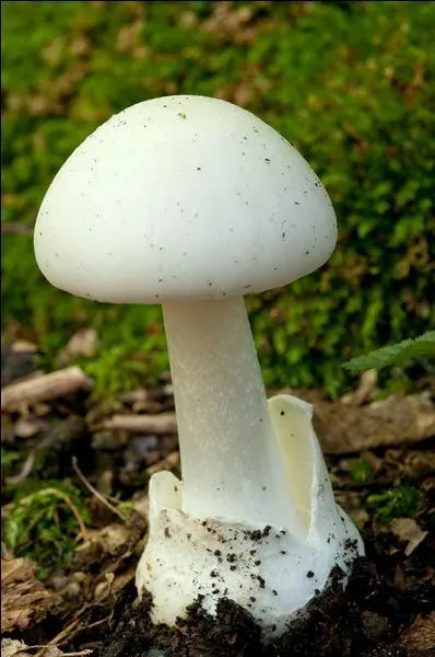 Celui-ci, dont les lames sont blanches et où nous constatons la présence d'une volve, va-t-il grossir notre cueillette ?