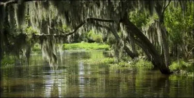 Région marécageuse propice aux crocodiles, en Louisiane, aux Etats-Unis.