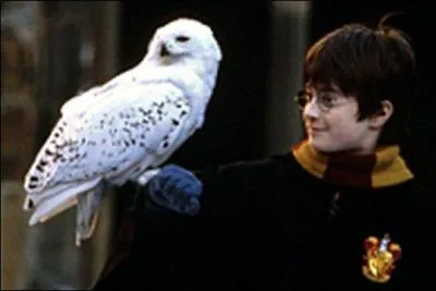 Hedwige, la chouette de Harry Potter est une chouette...