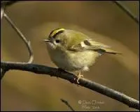 Qu'a le roitelet de si particulier ?