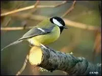 Qu'a la mésange charbonnière de si particulier ?