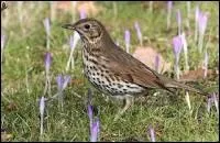 Qu'a la grive musicienne de si particulier ?