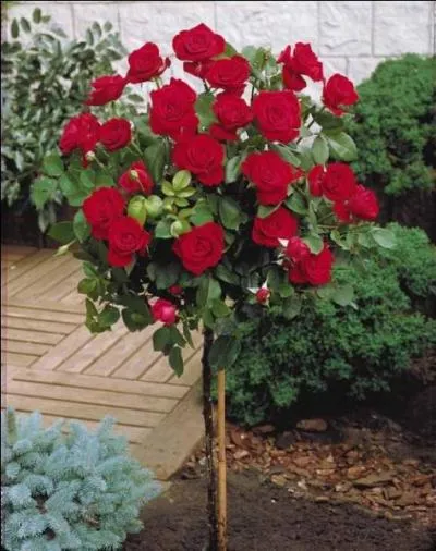 Dans quelle rue de Paris, emblématique du quartier juif, Mme Schmoll dit avoir organisé 43 mariages ?