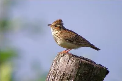 Dans quel type d'avion se trouve le ministre français qui vient accueillir le Président Slimane ?