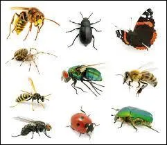 Vous collectionnez des insectes, vous êtes un :