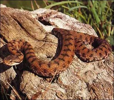 Le sens premier de ce mot est « bouclier ». Il désigne également un serpent relativement dangereux.