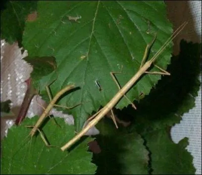 Cet animal est difficile à distinguer dans son milieu naturel, d'où son nom signifiant « apparence, forme, fantôme ».