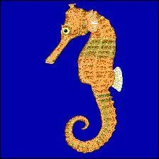 Le nom de cet animal est composé de deux mots grecs. Le premier signifie « cheval » ; on ne sait pas trop si le second est un terme évoquant un monstre marin ou s'il s'agit un mot dérivé du verbe « courber ».