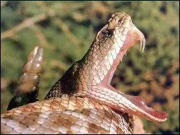 Cet animal doit son nom à un mot désignant un genre de castagnettes ou de grelots qui servaient à accompagner des danses.