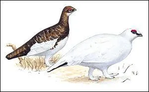 Le nom de cet oiseau nous fait savoir qu'il possède des « pattes de lièvre ». Il est vrai que ses pattes toutes couvertes de plumes rappellent celles du lièvre.