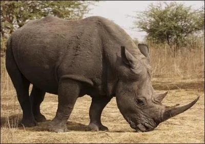 Prenez le mot grec signifiant « nez », celui traduisant « corne » et vous obtiendrez :