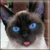 Quand le siamois fut-il introduit en Angleterre ?