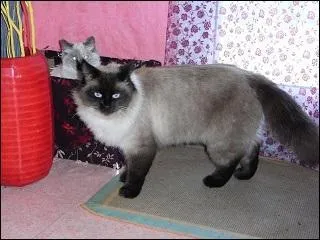 Ce chat est un siamois. Vrai ou faux ?