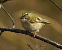 Quiz Oiseaux