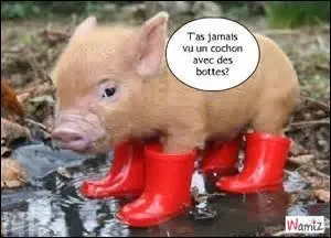 Qui entend-on grogner comme un "maiiel" ?