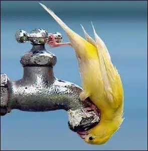 Mais vraiment que faire pour que votre "saïne" soit étanchée ?