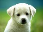 Quiz Animaux