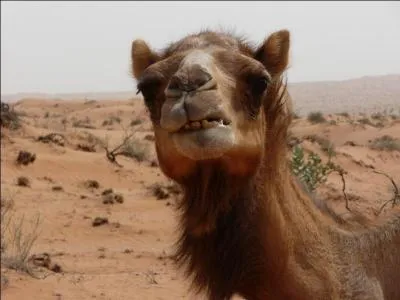 Le chameau...