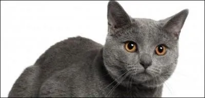 Quelle est cette race de chat ?