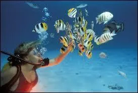 Idéale pour explorer les fonds marins et découvrir de magnifiques poissons exotiques !