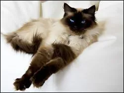 Trouvez la race de ce chat.