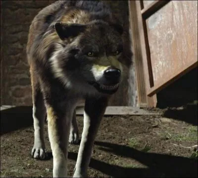 Qui est transformé en loup-garou ?