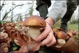 Hippophile adore cueillir des _____ que l'on peut trouver dans les forêts.